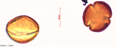 Helianthemum - lame n° 29416